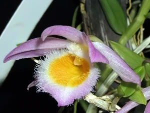 Bild von Dendrobium loddigesii 2